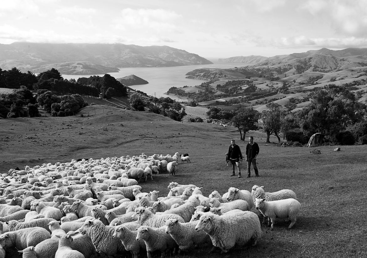 Banks Peninsula Farms Best Awards